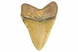 Fossil Megalodon Tooth - North Carolina #299040-2